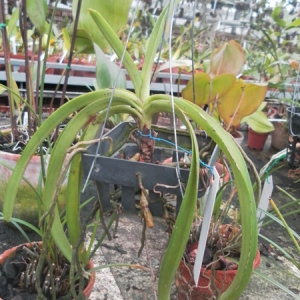 rhynchostylis%20coelestis%20pink