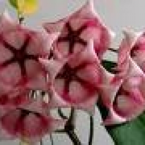 hoya archboldiana pink.jpeg