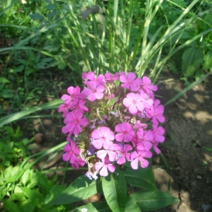 p7300130