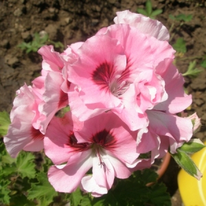 p7300132