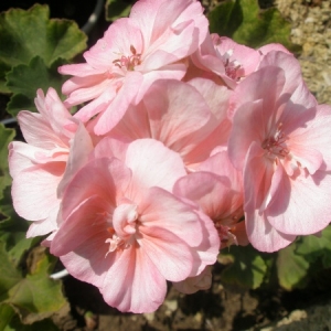 p7300133