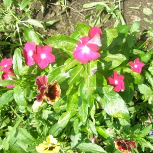 p7300134