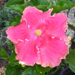 p7280233