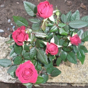 p8120364