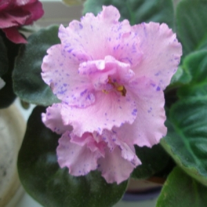 p8120373