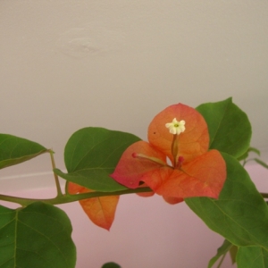 dsc08907
