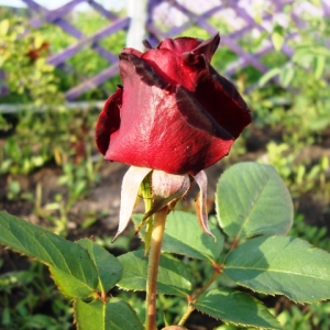 dsc08668