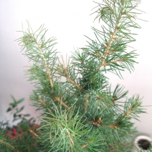 ель