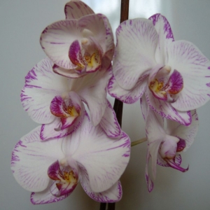 p1050012