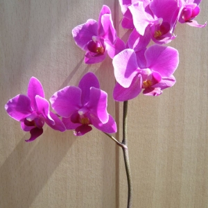 p1050019
