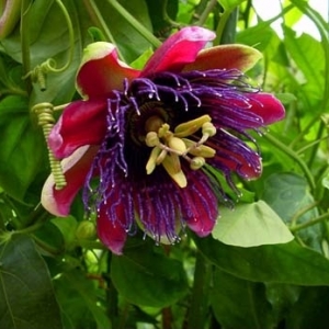 passiflora marijke