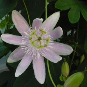 passiflora angelface