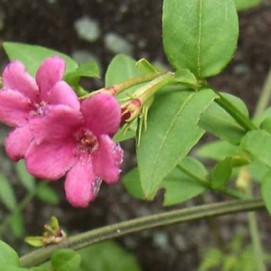 jasminum beesianum