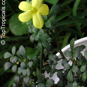 jasminum parkeri