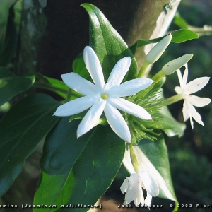 jasminum multiflorum