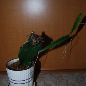 cactus dying