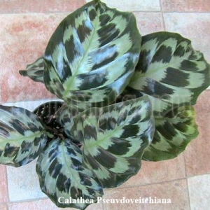 калатея