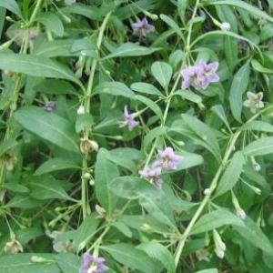 imgp0041