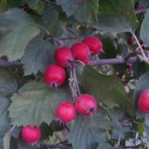 imgp0026