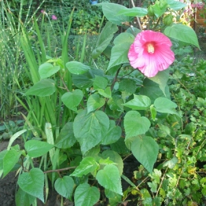 p8240042