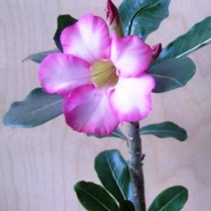 копия imgp0041