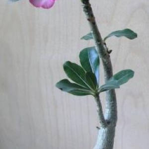 imgp0040