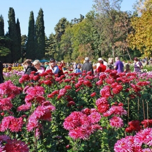 crimea botanicheskiy sad 0