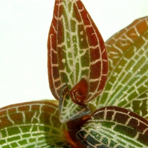 goodyera hispida