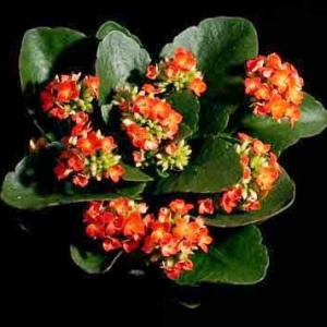 kalanchoe blossfeldiana1 1