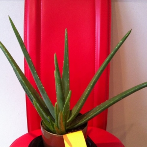 aloe