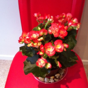 begonia krasnaja