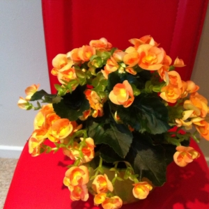 begonia orange