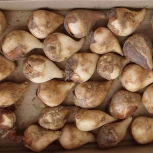 Луковицы