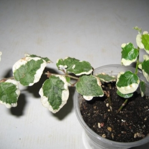 фикус ficus pumila [repens] snowflake