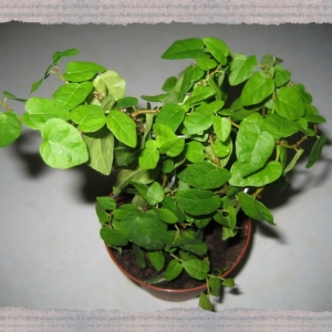 фикус карликовый pumila (repens)