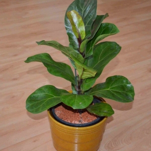 ficus lyrata bambino