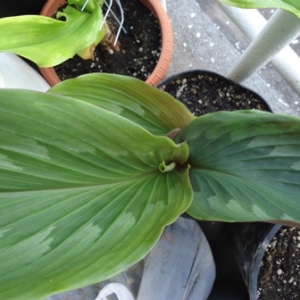 ginger kaemferia rotunda