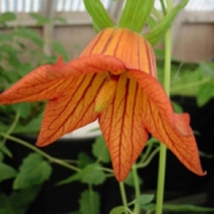 canarina canariense