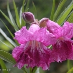 chilopsis linearis