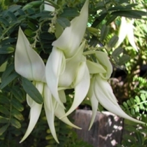 clianthus puniceus alba