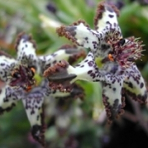 ferraria crispa