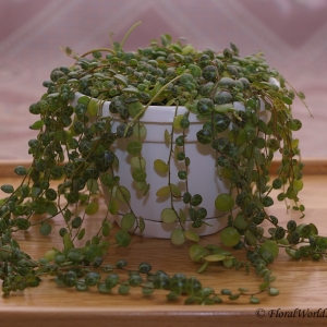 peperomia prostrata 01 10-1