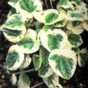 пеперомия сморщенная вариегата   peperomia caperata variegata