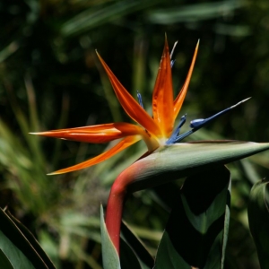 bird of paradise flower