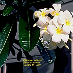 plumeria obtusa