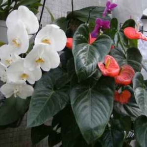 phal-anthur500