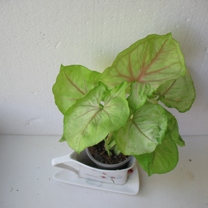 syngonium aom ratsamee nak