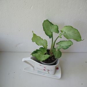 syngonium dwarf aom ploy