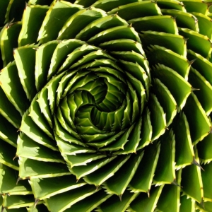 ф