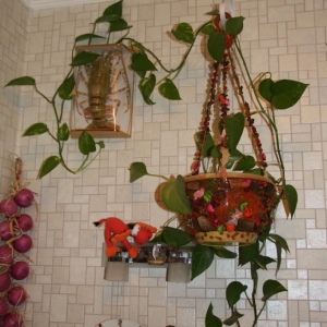 сциндапсус